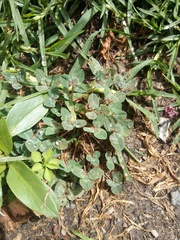 Trifolium amabile