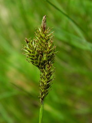 Carex luzulina