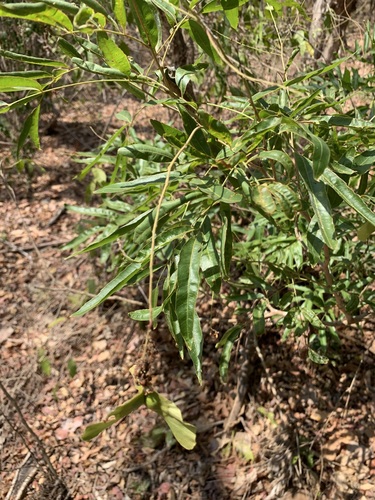 Thouinidium decandrum