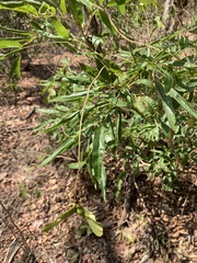 Thouinidium decandrum