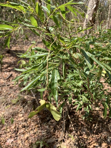 Thouinidium decandrum, photograph 2