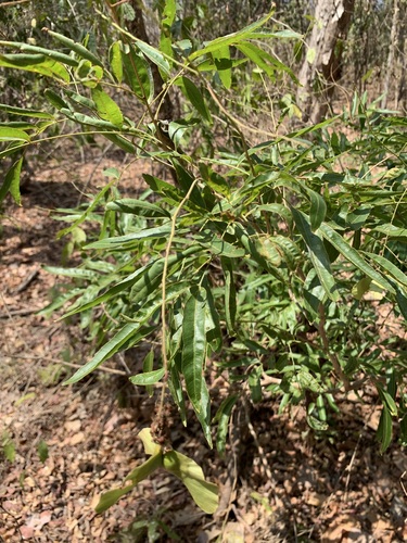 Thouinidium decandrum, photograph 3