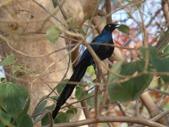 Lamprotornis caudatus