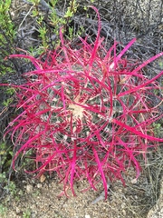Ferocactus gracilis coloratus