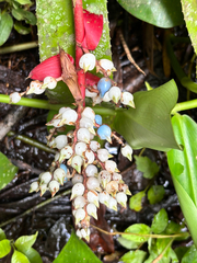 Hanging urnplant (Aechmea penduliflora)