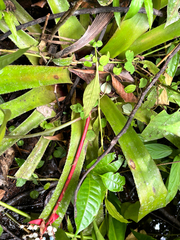 Aechmea penduliflora, photograph author not stated, no rights reserved