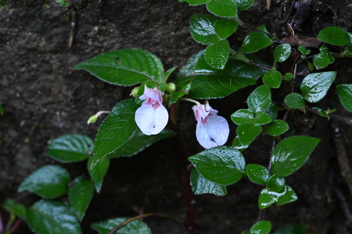 Impatiens truncata observed 2026-04-03