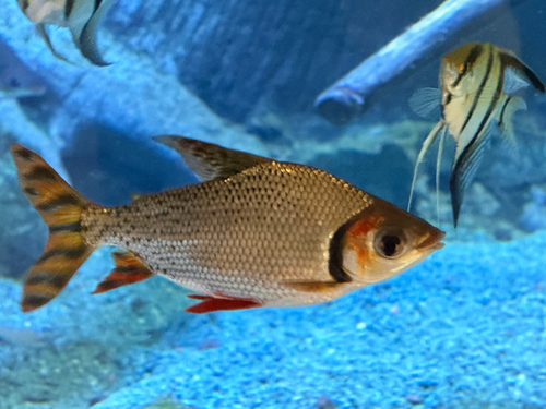 Broadhead flannelmouth (Semaprochilodus laticeps) — Prochilodontidae — 4