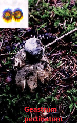 Geastrum pectinatum
