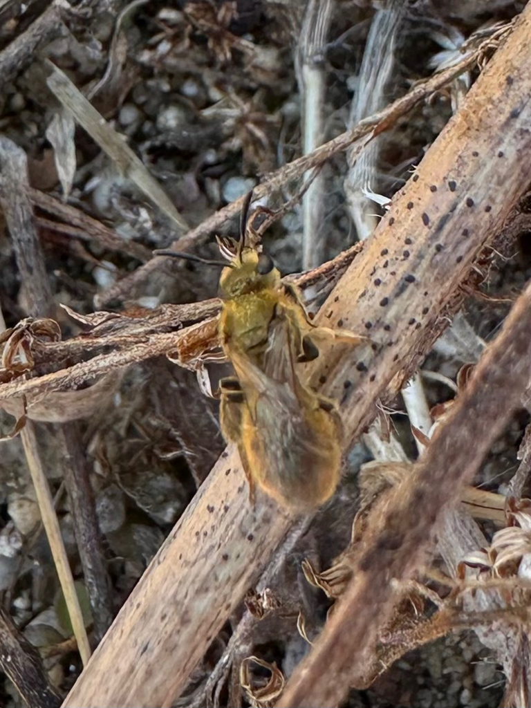 Skating Insects Metallic Sweat Bees in April 2026 by The Insect Arena · iNaturalist