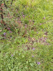 Verbena hispida