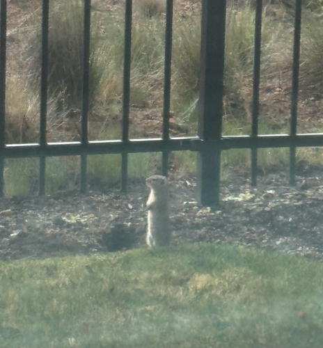 Belding's Ground Squirrel observed by jcraigski
