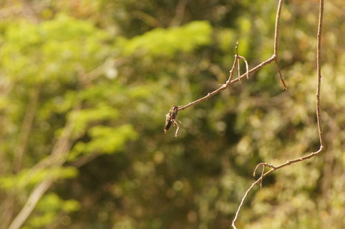 Turquoise-crowned Hummingbird (Cynanthus doubledayi), photo 6