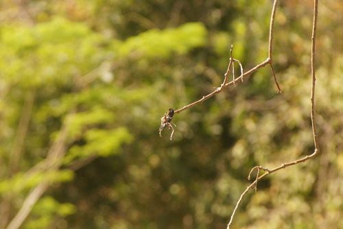 Turquoise-crowned Hummingbird (Cynanthus doubledayi), photo 7