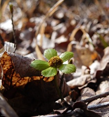 Hacquetia epipactis
