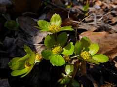 Hacquetia epipactis
