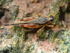 Systolederus ophthalmicus