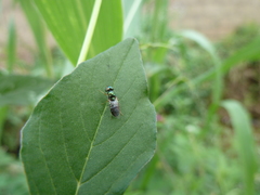 Stratiomyidae