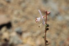 Asphodelus tenuifolius