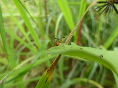 Diopsidae
