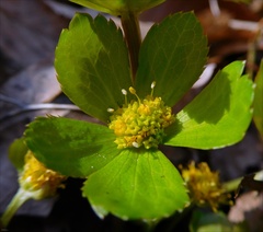 Hacquetia epipactis