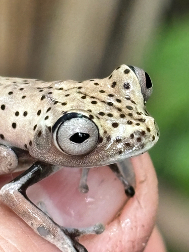 Canelos Treefrog, Boana appendiculata