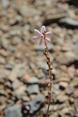 Asphodelus tenuifolius