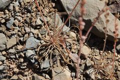 Asphodelus tenuifolius