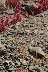 Asphodelus tenuifolius