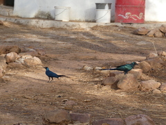 Lamprotornis caudatus