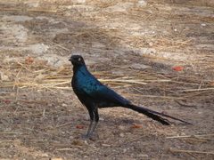 Lamprotornis caudatus