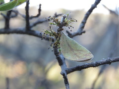 Forestiera tomentosa
