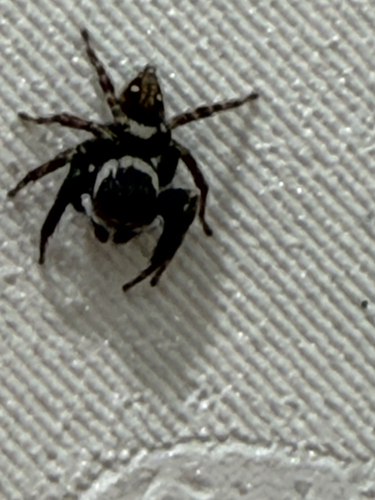 Adanson's House Jumper