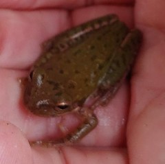 Hyla squirella
