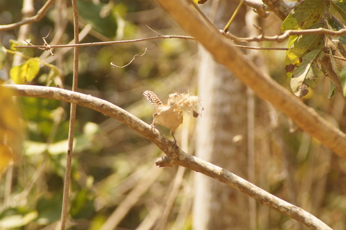 Russet-naped Wren (Campylorhynchus humilis), photo 10