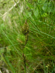 Carex luzulina