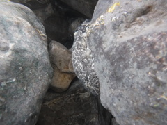 Gobiesox cephalus