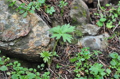 Delphinium menziesii