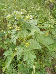 Fuertesimalva echinata