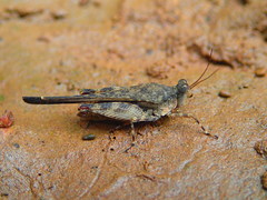 Systolederus ophthalmicus