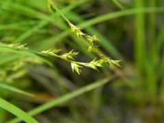 Carex laeviculmis