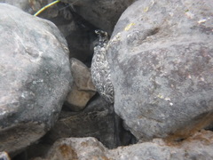 Gobiesox cephalus