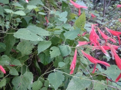 Salvia carranzae