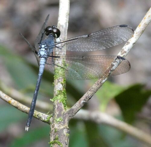 Dash-winged Piedface