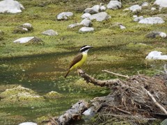 Pitangus sulphuratus