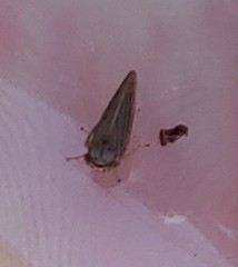 Megophthalminae