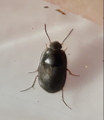 Diaperinae