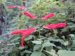 Salvia carranzae
