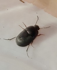 Diaperinae