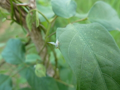Tephritidae